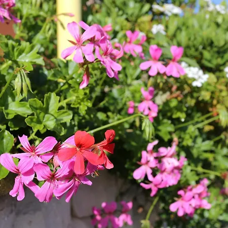 アパート By The Sea Tri Zala, Korcula - 4432